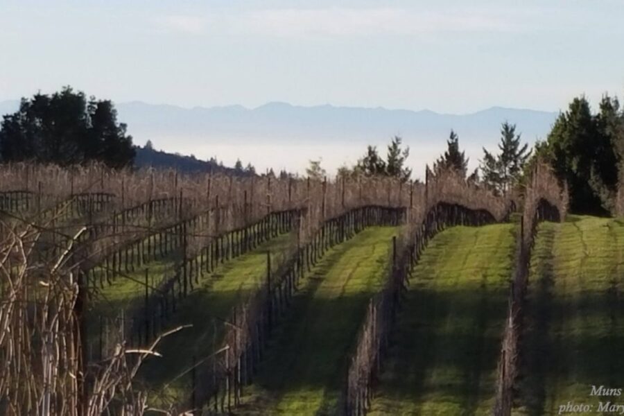 MontereyViewFeb2small