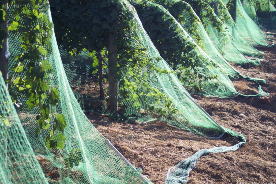 Netting3smallA-1