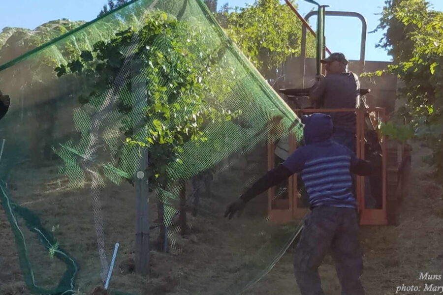 Netting4small-1