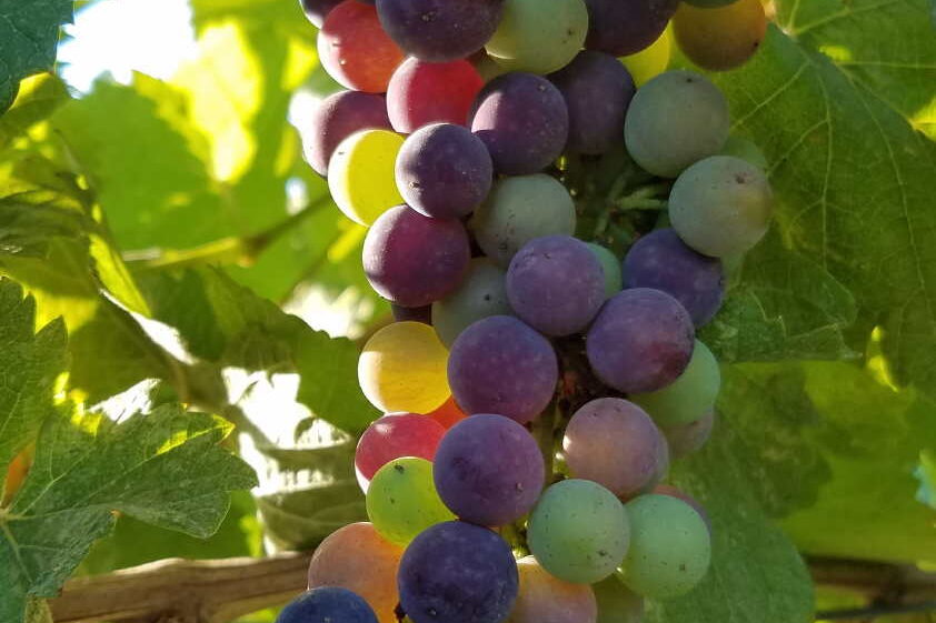 Veraison15small-1
