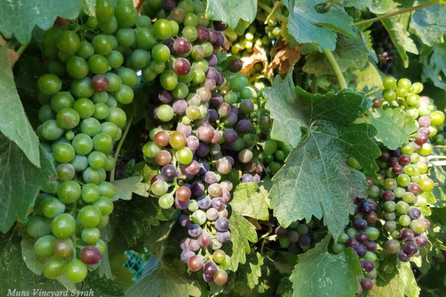 VeraisonSyrah4small-1