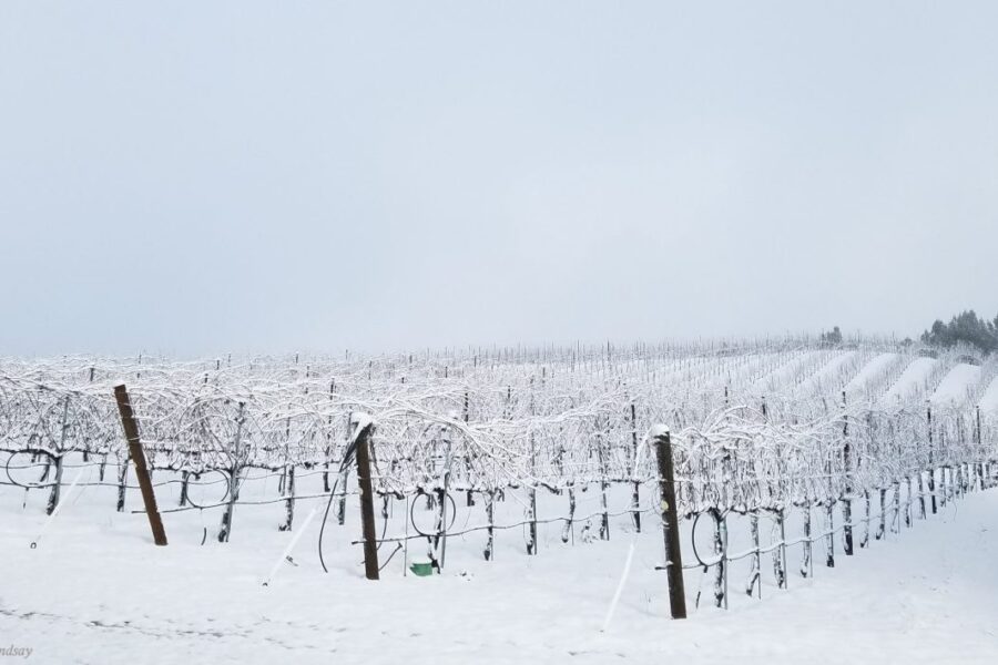 VineyardinSnow1A