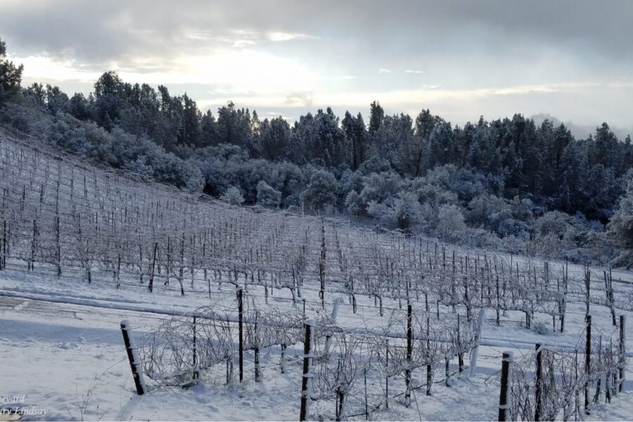 VineyardinSnow4A